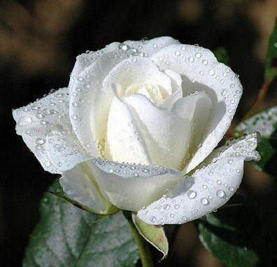 white-rose1.jpg